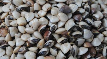 Zapečená dýně s masovou nádivkou