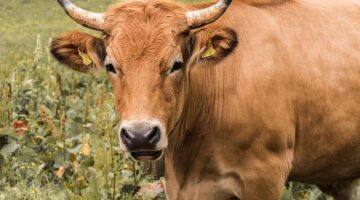 Hovězí Bourguignonne s klobásou