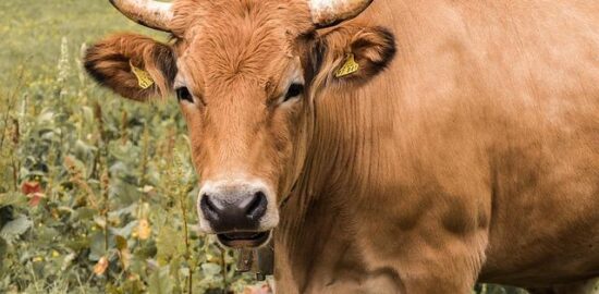 Hovězí Bourguignonne s klobásou