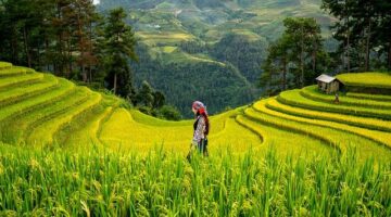 Rýžové placky se špenátovou nádivkou