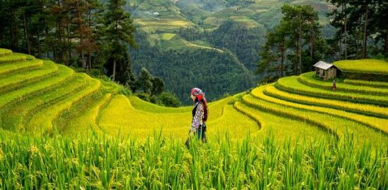 Rýžové placky se špenátovou nádivkou