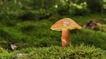 Máslová kuřecí kari s rýží