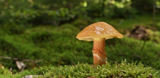 Máslová kuřecí kari s rýží