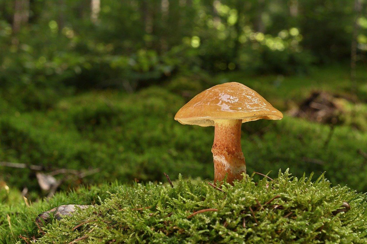 Máslová kuřecí kari s rýží