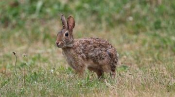 Pečený králík s bramborovými knedlíky