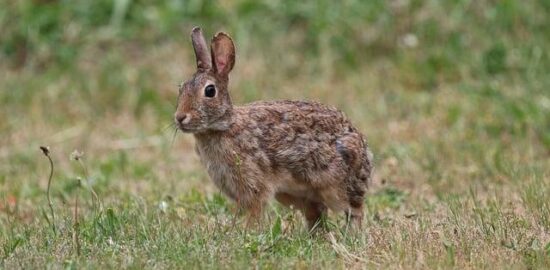 Pečený králík s bramborovými knedlíky