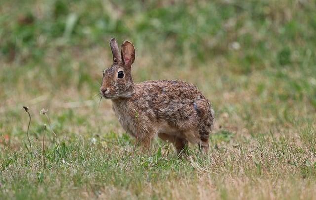 Pečený králík s bramborovými knedlíky