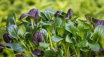 Špenátové rizoto s houbami