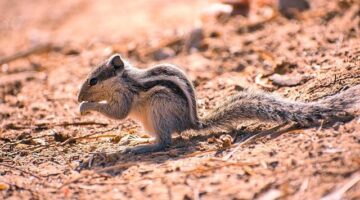 Indická placka s bramborem