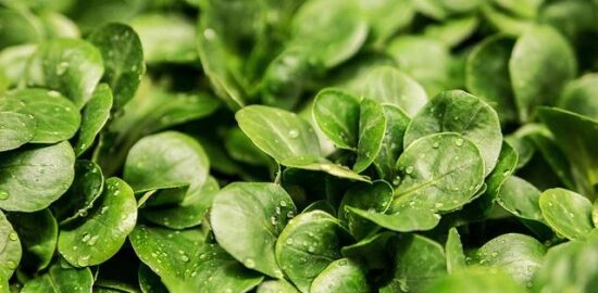 Luskový salát s rajčaty a fazolemi