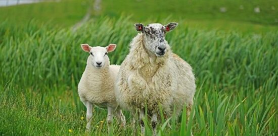 Jehněčí korma s jehněčím mletím