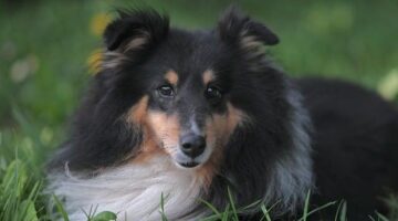 Trojbarevné ravioli s ricottou a špenátem