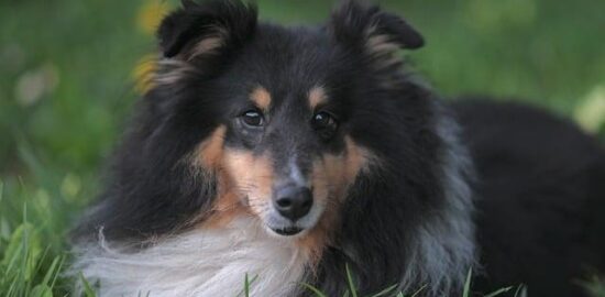 Trojbarevné ravioli s ricottou a špenátem