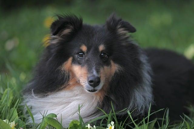 Trojbarevné ravioli s ricottou a špenátem