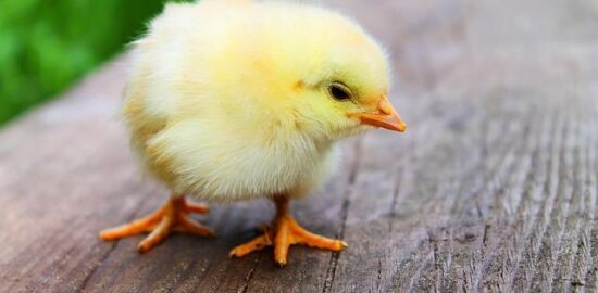 Kořeněný kuřecí pilaf s meruňkami