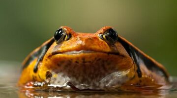 Rajská omáčka z červeného loubí