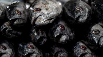 Rybí placka s avokádovým tatarákem