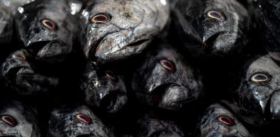 Rybí placka s avokádovým tatarákem