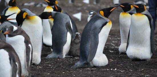 Pečená kuřata s křenem