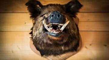 Kančí soté s olivami