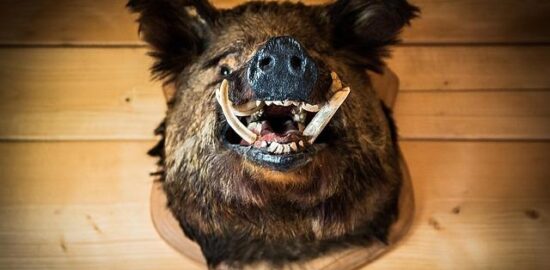 Kančí soté s olivami