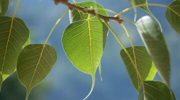 Pho bo – Vietnamský hovězí polévka