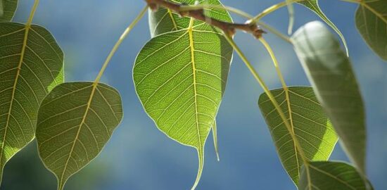 Pho bo – Vietnamský hovězí polévka