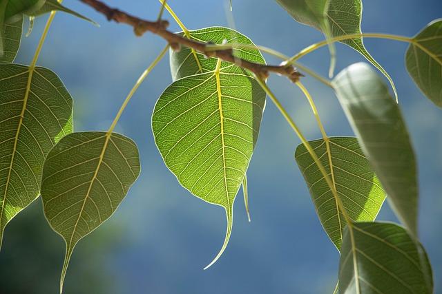 Pho bo – Vietnamský hovězí polévka