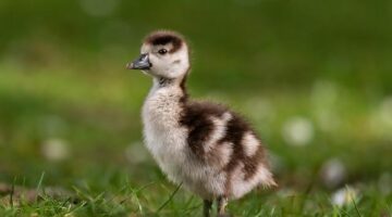 Egyptské fazolové placky Ful Medames