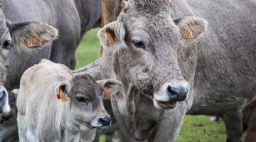 Telecí plátek s brusinkami a bramborovým pyré