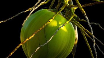 Kokosová čokoládová zmrzlina bez cukru