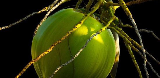 Kokosová čokoládová zmrzlina bez cukru