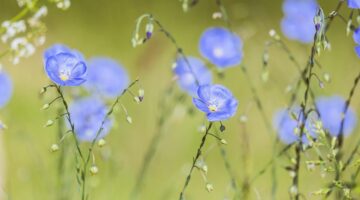 Hrníčková rajčatová polévka s kurkumou