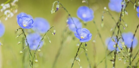 Hrníčková rajčatová polévka s kurkumou