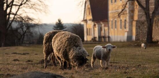 Zapečený jehněčí rýží s šafránem