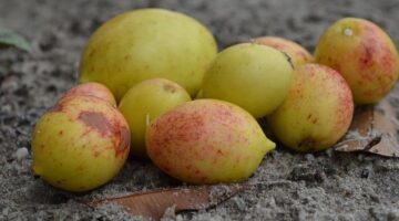 Brasileiro dušená pstruh s tropickou omáčkou