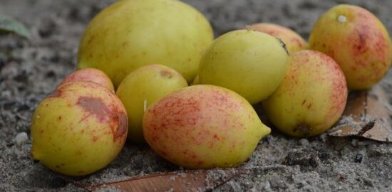 Brasileiro dušená pstruh s tropickou omáčkou