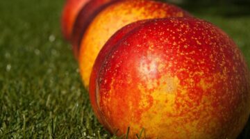 Broskve v pečivu s krémem