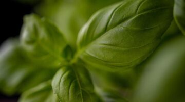 Pesto z bazalky a piniových semínek