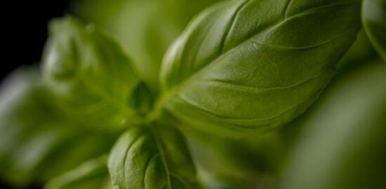 Pesto z bazalky a piniových semínek