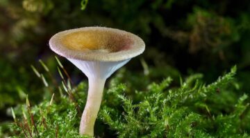 Houbový závitek se špenátem