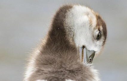 Egypstké kuře s koriandrem a česnekem