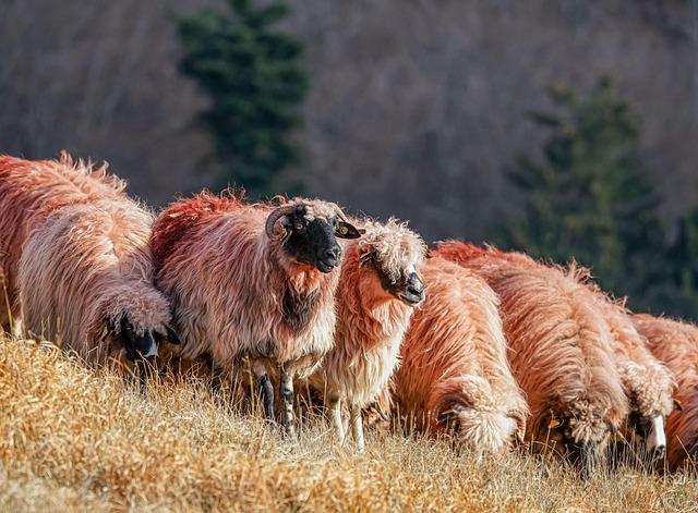 Jehněčí kubba s rýží a masem
