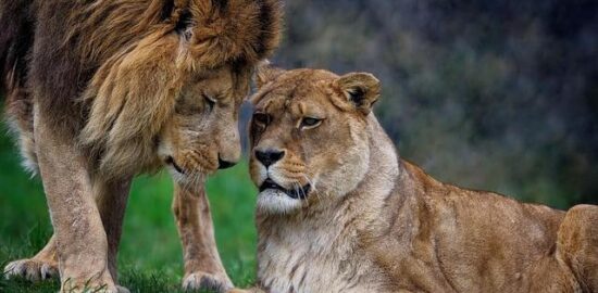 Berberský kuřecí tajine se sušenými švestkami