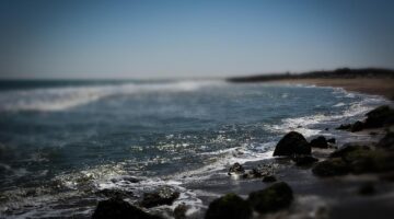 Kuře na bíle víně