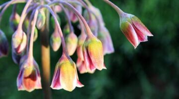 Cannoli siciliani s ricotta nádivkou