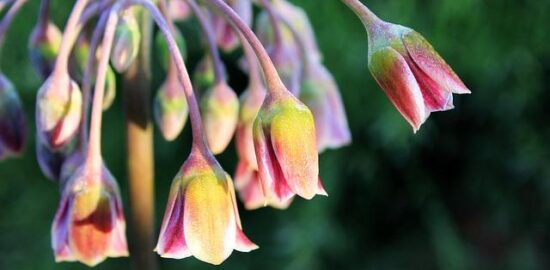 Cannoli siciliani s ricotta nádivkou