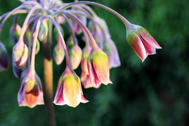 Cannoli siciliani s ricotta nádivkou