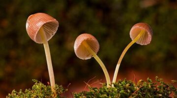 Rizotto s houbami a špekovým chipsy