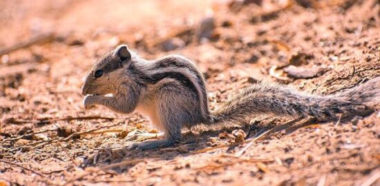 Indická fazolová placka z uhlíkatých čoček